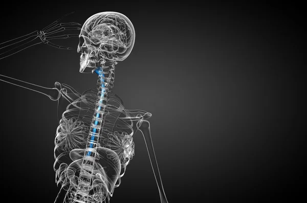 3d rendered illustration of the esophagus — Stock Photo, Image