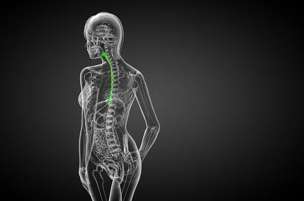 3d rendered illustration of the esophagus — Stock Photo, Image