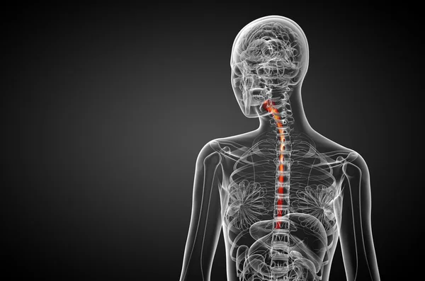 3d rendered illustration of the esophagus — Stock Photo, Image