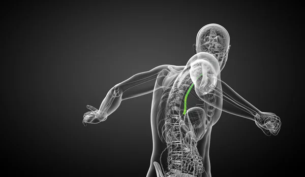 3d rendered illustration of the esophagus — Stock Photo, Image