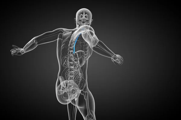 3d rendered illustration of the esophagus — Stock Photo, Image