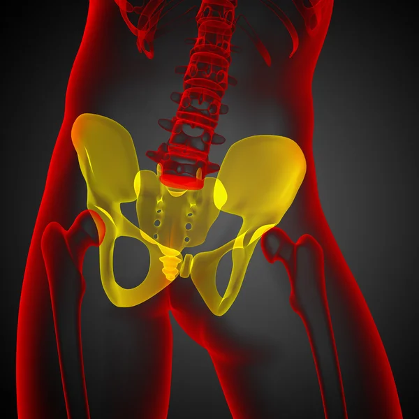 3D медична ілюстрація тазової кістки — стокове фото