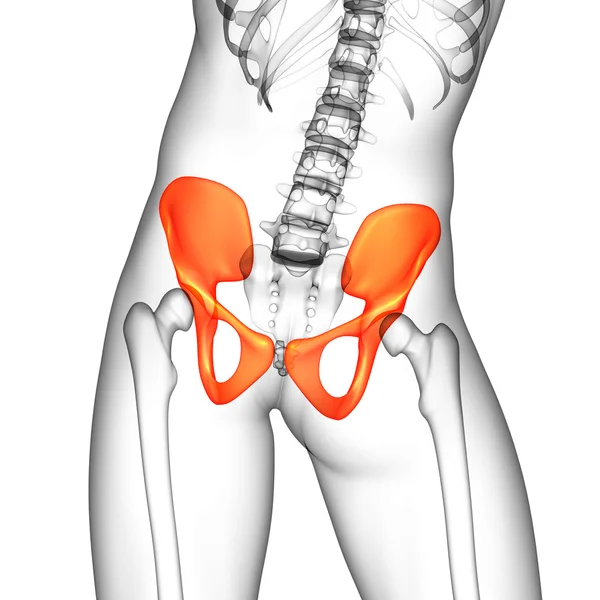 Illustrazione medica 3D dell'osso pelvico — Foto Stock