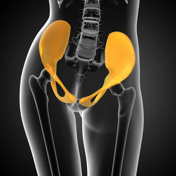 Illustrazione medica 3D dell'osso pelvico — Foto Stock