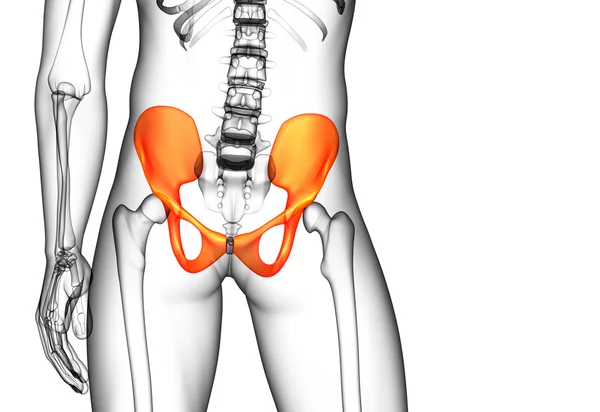 골반 뼈의 3 차원 의료 일러스트 — 스톡 사진