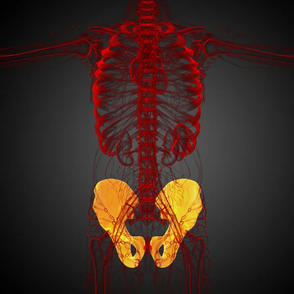 Illustrazione medica 3D dell'osso pelvico — Foto Stock