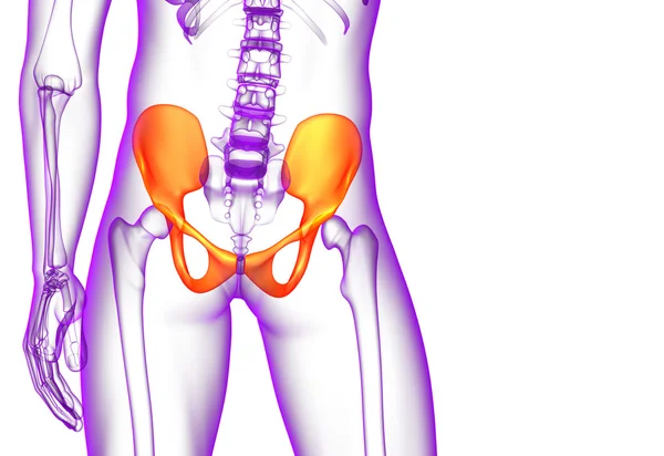 Illustrazione medica 3D dell'osso pelvico — Foto Stock