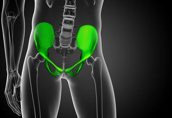 Illustrazione medica 3D dell'osso pelvico — Foto Stock