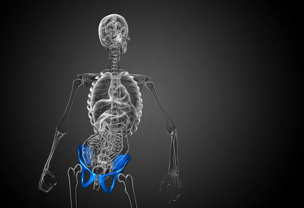 3D medizinische Illustration des Beckenknochens — Stockfoto