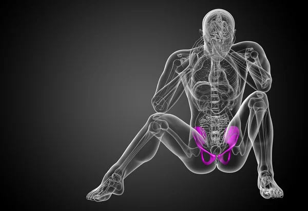 3D medical illustration of the pelvis bone — Stock Photo, Image