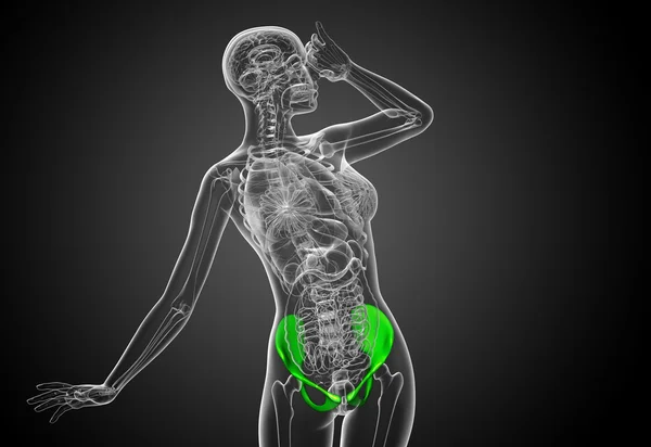 骨盤骨の 3 d 医療イラスト — ストック写真