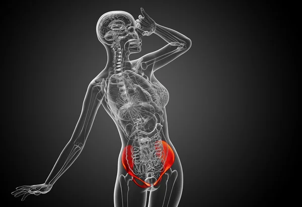 3D медицинская иллюстрация кости таза — стоковое фото