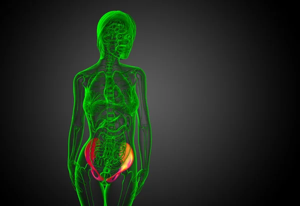 3D medische illustratie van het bekken — Stockfoto