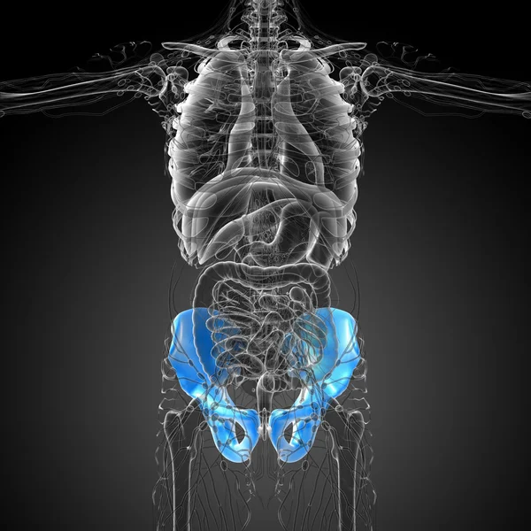 3D medical illustration of the pelvis bone — Stock Photo, Image