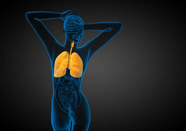 人体呼吸系统的 3d 渲染医学插图 — 图库照片