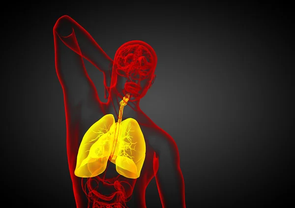 3d render medical illustration of the human respiratory system — Stock Photo, Image