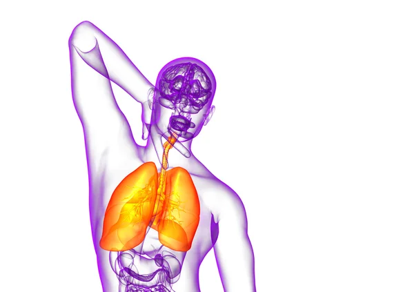 3d rendre illustration médicale du système respiratoire humain — Photo