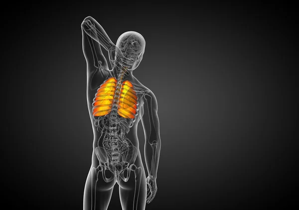 3d render medical illustration of the human respiratory system — Stock Photo, Image