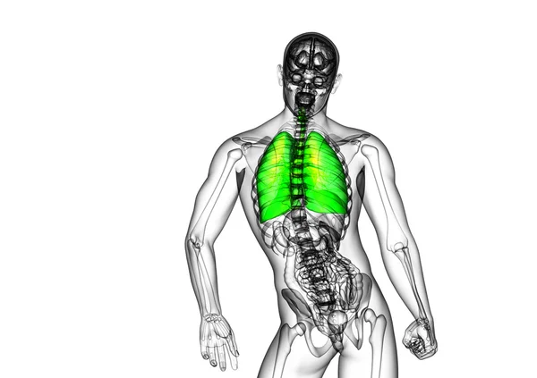 3d tornar ilustração médica do sistema respiratório humano — Fotografia de Stock