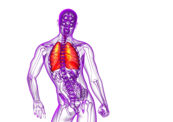 3d rendre illustration médicale du système respiratoire humain — Photo