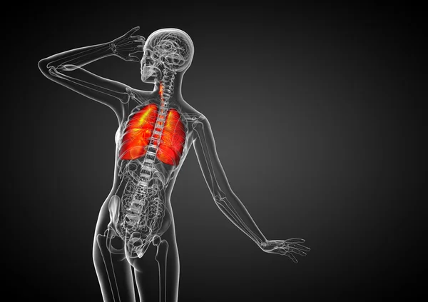 3d render medical illustration of the human respiratory system — Stock Photo, Image