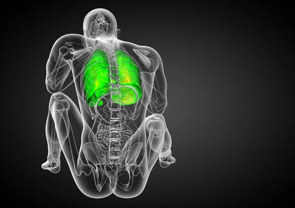 人体呼吸系统的 3d 渲染医学插图 — 图库照片