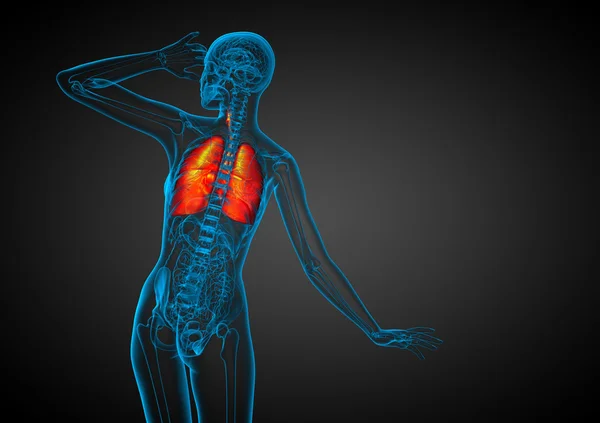 3d rendre illustration médicale du système respiratoire humain — Photo