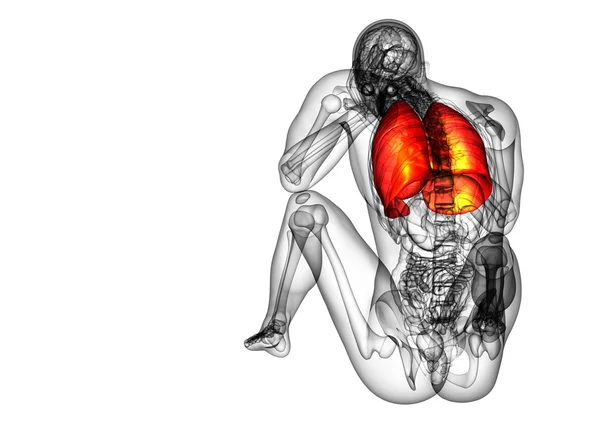 3d rendere illustrazione medica del sistema respiratorio umano — Foto Stock