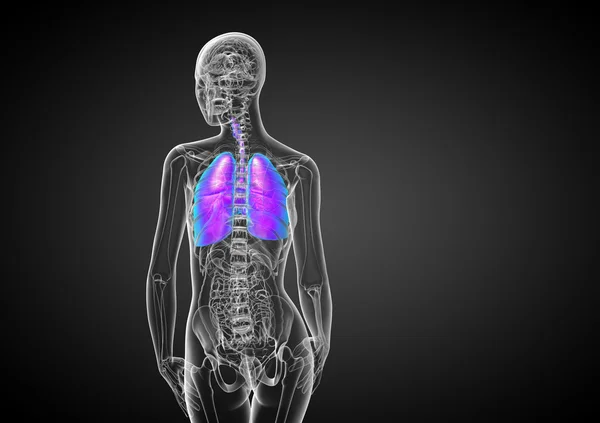 3d rendere illustrazione medica del sistema respiratorio umano — Foto Stock