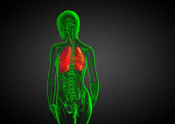 3d rendere illustrazione medica del sistema respiratorio umano — Foto Stock