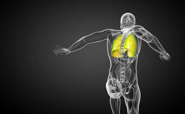 3d hacer ilustración médica del sistema respiratorio humano — Foto de Stock