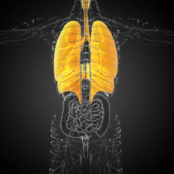 3d tornar ilustração médica do sistema respiratório humano — Fotografia de Stock