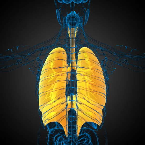 3d hacer ilustración médica del sistema respiratorio humano —  Fotos de Stock