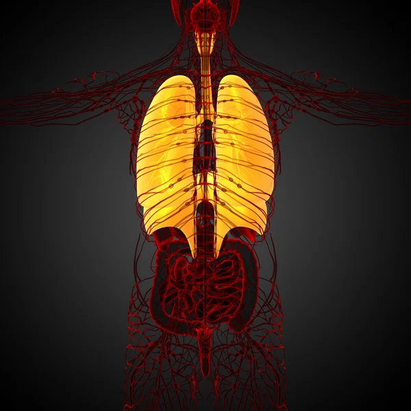 3d rendere illustrazione medica del sistema respiratorio umano — Foto Stock