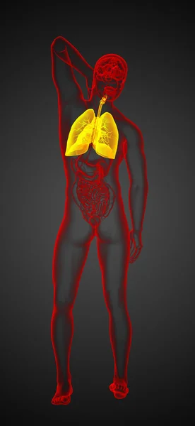 3d tornar ilustração médica do sistema respiratório humano — Fotografia de Stock