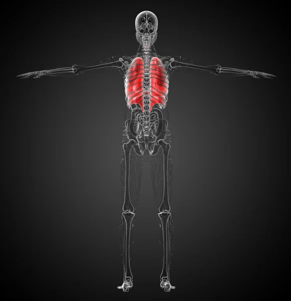 인간의 호흡 시스템의 3d 렌더링 의료 일러스트 — 스톡 사진