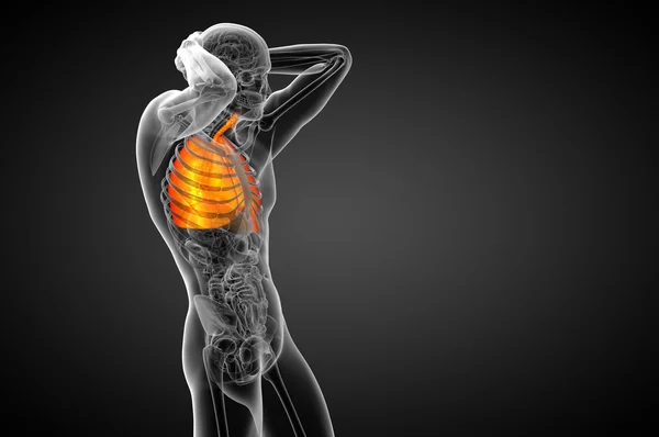 3d показать медицинскую иллюстрацию дыхательной системы человека — стоковое фото