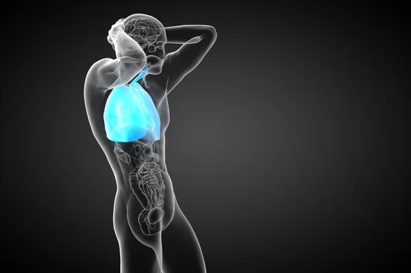 3D візуалізація медичної ілюстрації дихальної системи людини — стокове фото