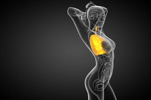 3d hacer ilustración médica del sistema respiratorio humano —  Fotos de Stock