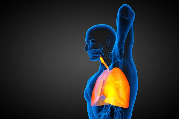 3d render medical illustration of the human respiratory system — Stock Photo, Image