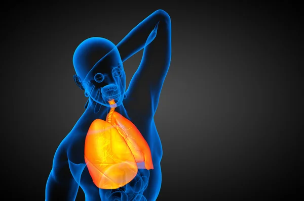 人間の呼吸器系の 3 d レンダリングの医療イラスト — ストック写真