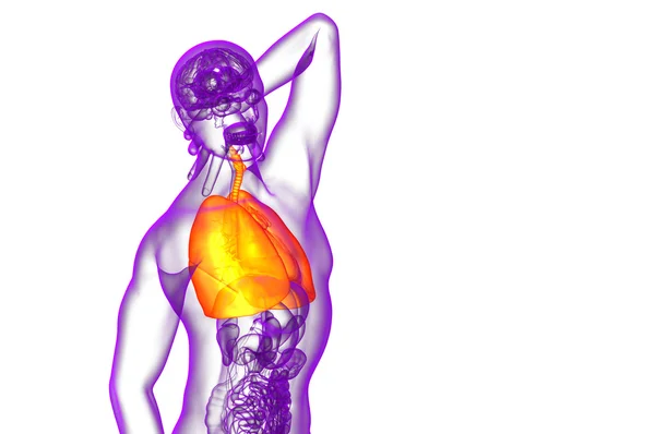 3d hacer ilustración médica del sistema respiratorio humano —  Fotos de Stock