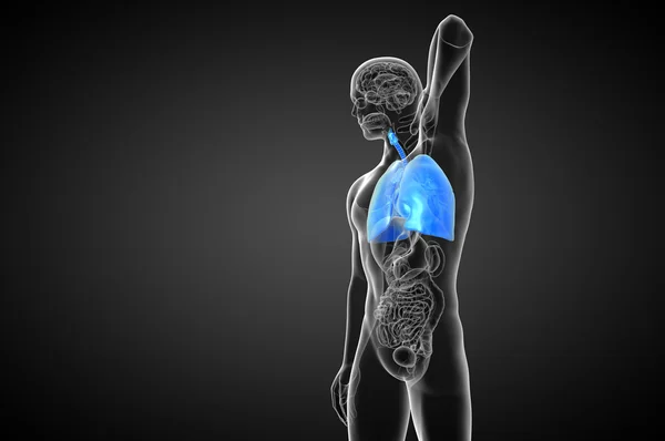 3D render Medikal illüstrasyon insan solunum sisteminin — Stok fotoğraf