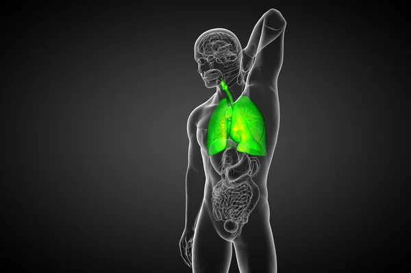 3D vykreslení lékařské ilustrace lidský dýchací systém — Stock fotografie