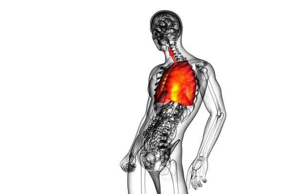 3d render medical illustration of the human respiratory system — Stock Photo, Image