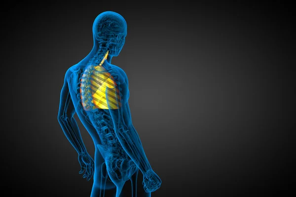 3D-Darstellung medizinischer Illustration der menschlichen Atemwege — Stockfoto