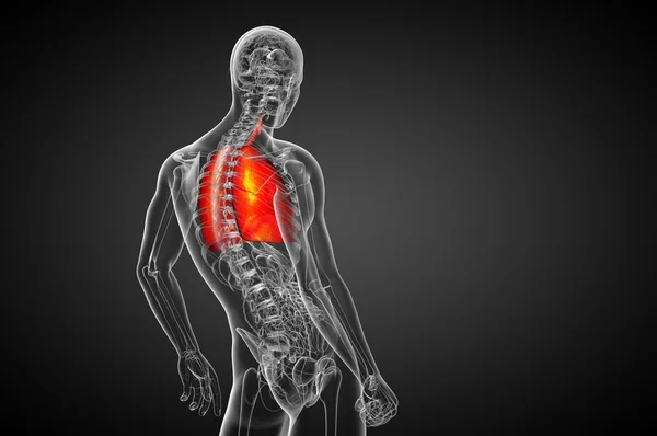 3D-Darstellung medizinischer Illustration der menschlichen Atemwege — Stockfoto