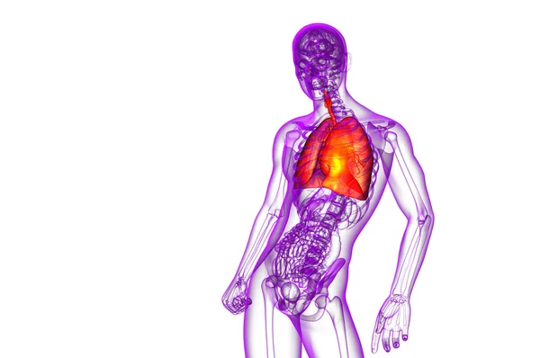 3d rendere illustrazione medica del sistema respiratorio umano — Foto Stock