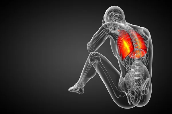 3D-Darstellung medizinischer Illustration der menschlichen Atemwege — Stockfoto