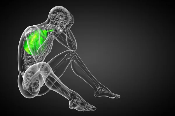 3d render medical illustration of the human respiratory system — Stock Photo, Image